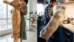 Giganten onder de huisdieren: de grootste kattenrassen die je thuis kunt houden en hun kenmerken