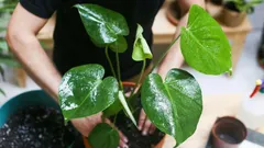 Tuinierniews: de beste tips voor de gezondheid en het leven van je kamerplanten