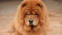 Top 7 rassen: welke honden hebben de hoogste levensverwachting?