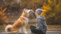 Toegewijd tot het einde van hun leven: 5 hondenrassen die extreem aan mensen gehecht zijn