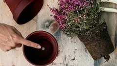 Waarom is dit gat onderin een bloempot zo belangrijk voor de gezondheid van je planten?